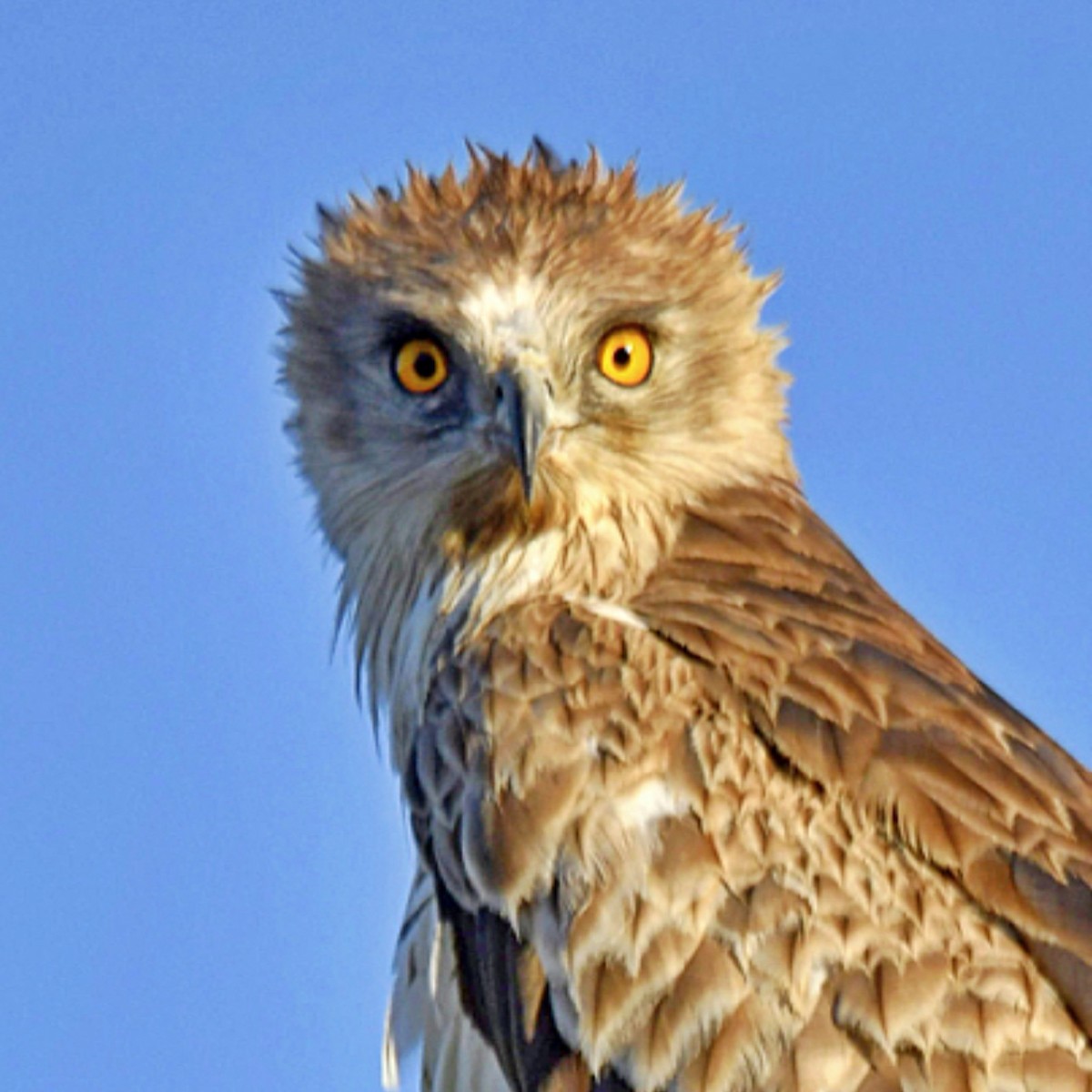 orlík krátkoprstý - ML639708252