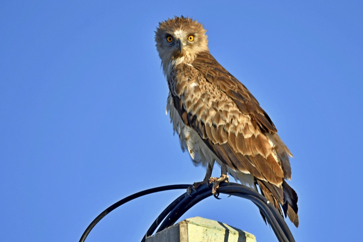 orlík krátkoprstý - ML639708253