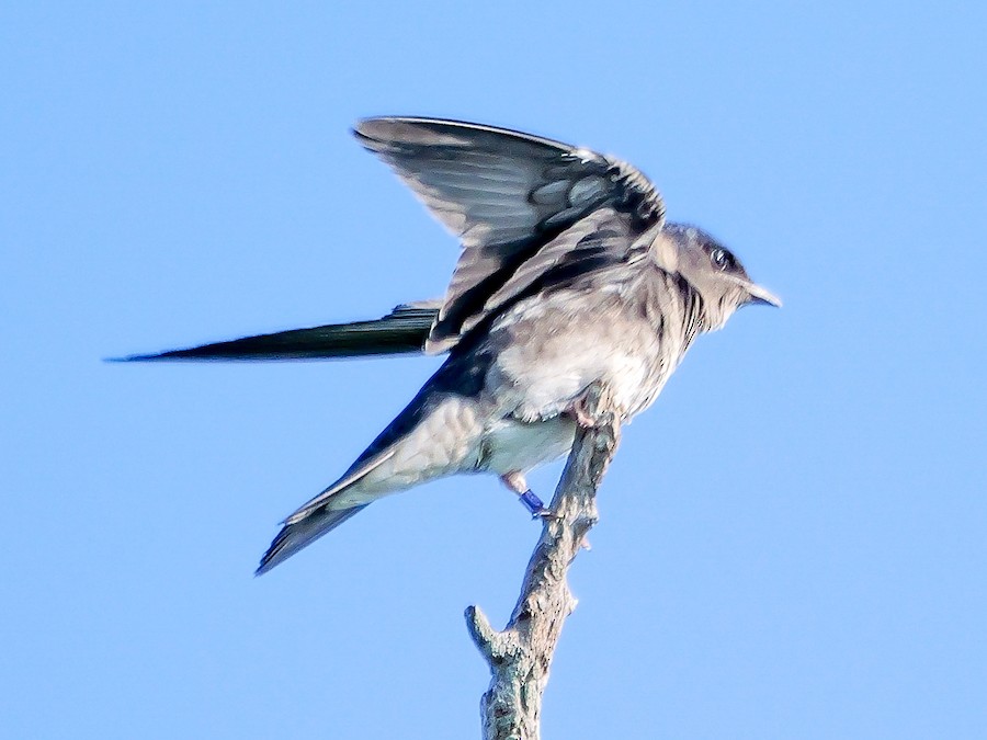 Purple Martin - Roger Horn