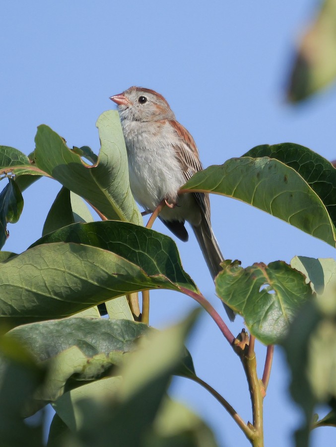 Field Sparrow - Roger Horn