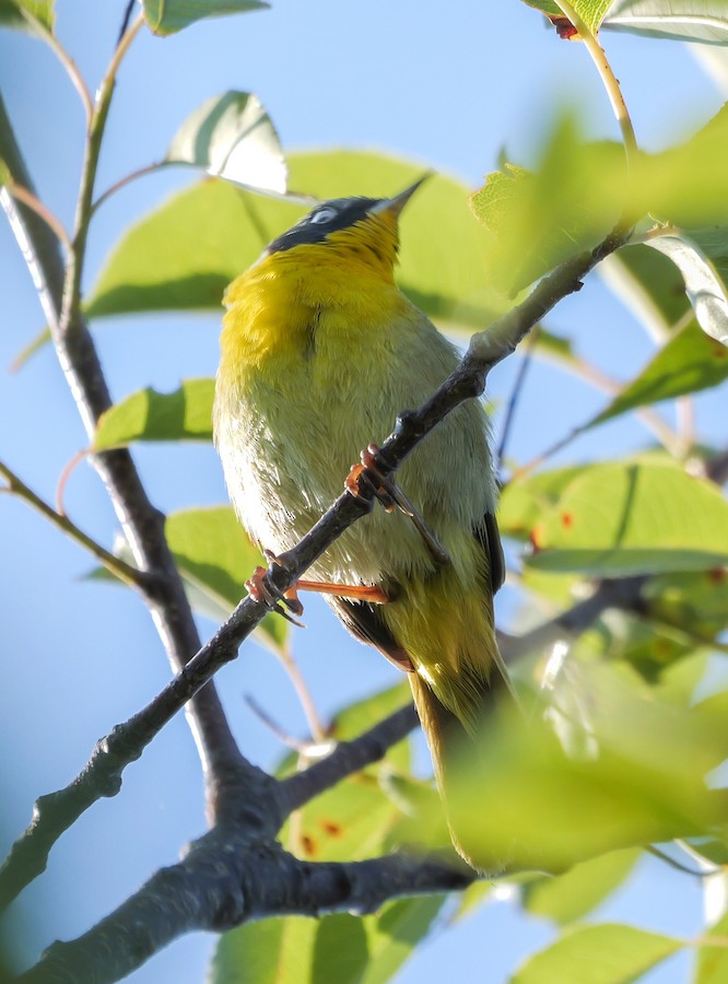 Common Yellowthroat (trichas Group) - Roger Horn