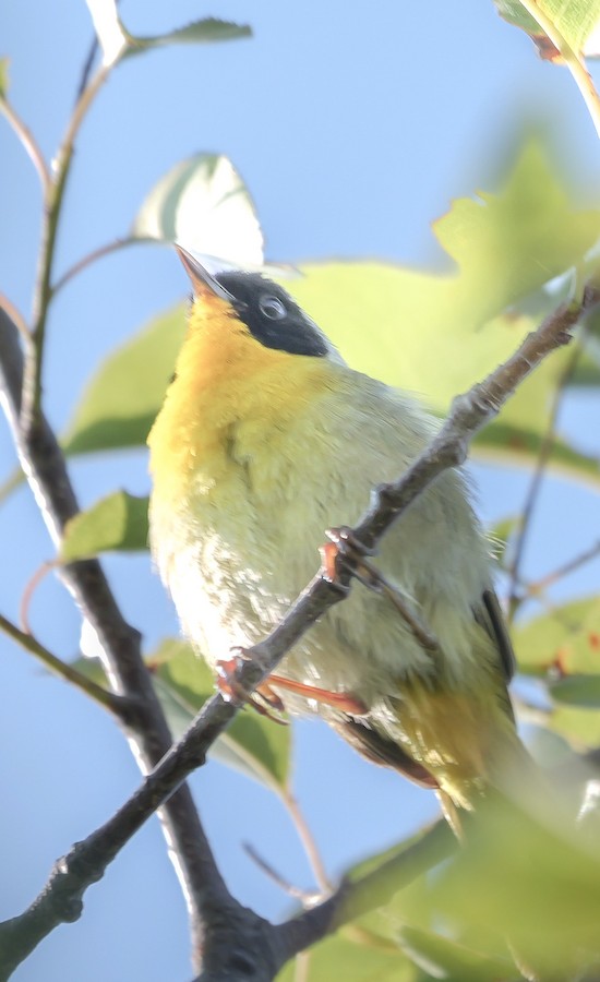 Common Yellowthroat (trichas Group) - Roger Horn