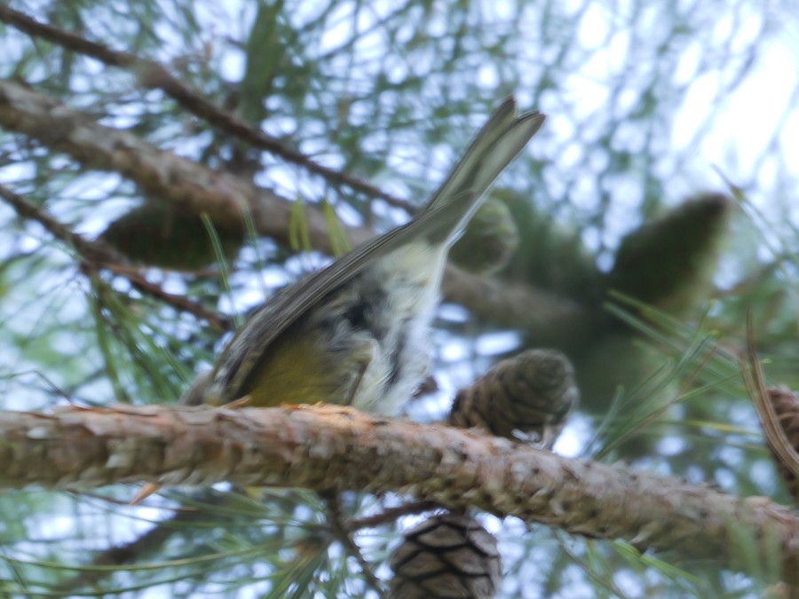 Pine Warbler - Roger Horn