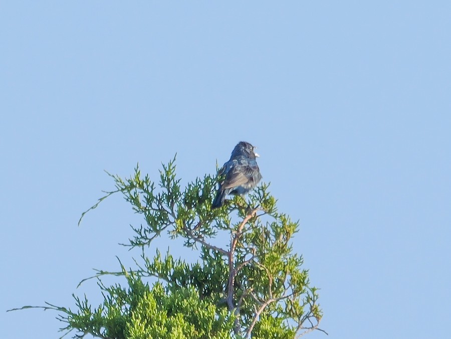 Indigo Bunting - Roger Horn