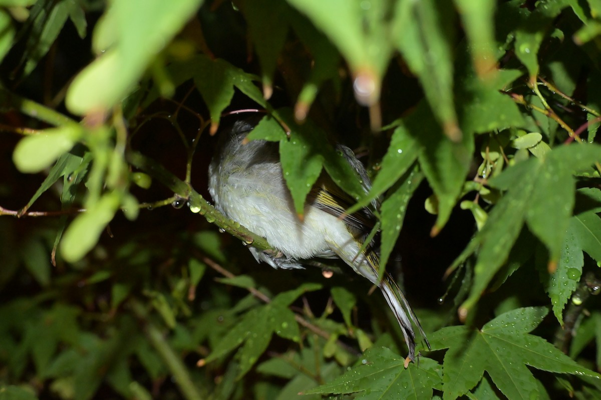 Light-vented Bulbul - ML639708347
