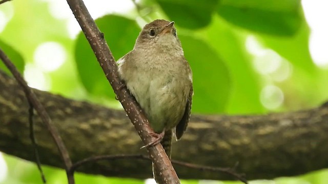 Northern House Wren - ML639708359