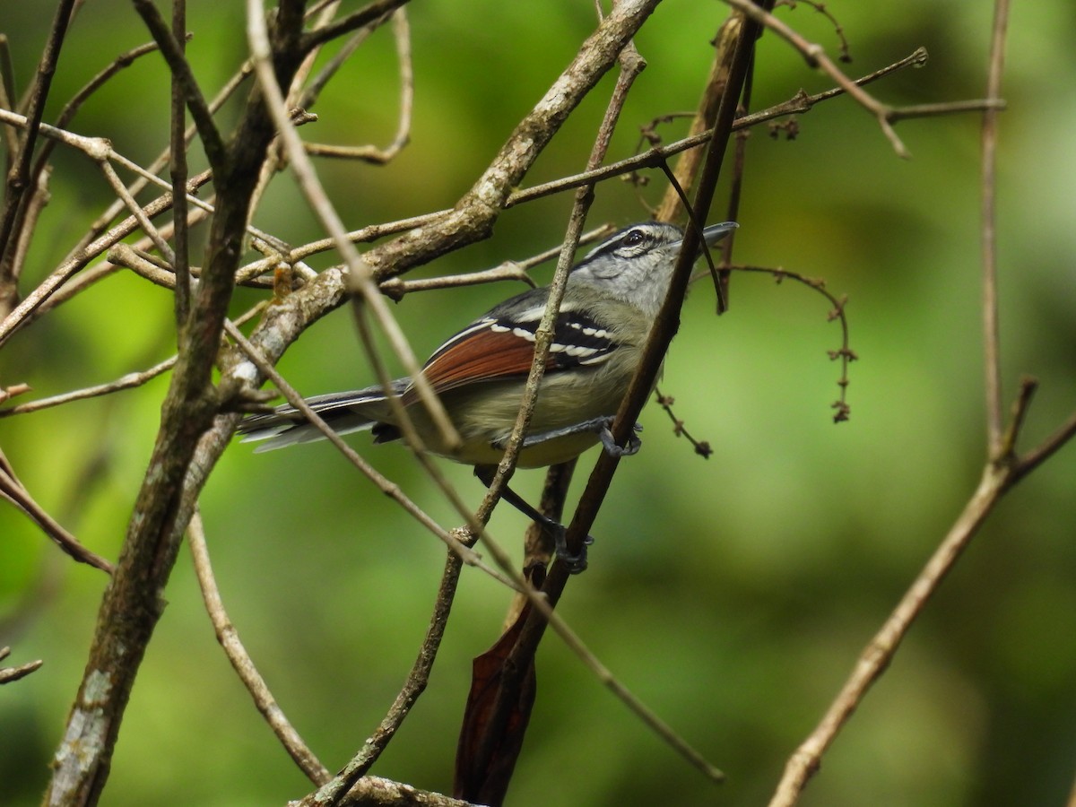 Rusty-winged Antwren - ML639708483