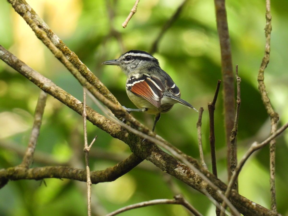 Rusty-winged Antwren - ML639708484
