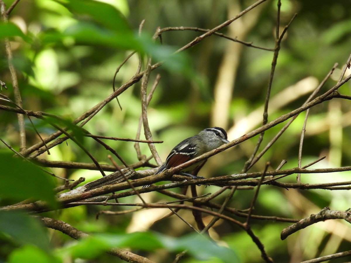 Rusty-winged Antwren - ML639708486