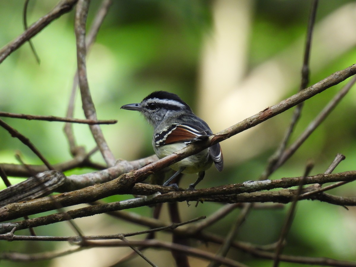 Rusty-winged Antwren - ML639708487