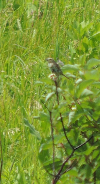 LeConte's Sparrow - ML639708514