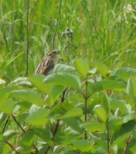 LeConte's Sparrow - ML639708515