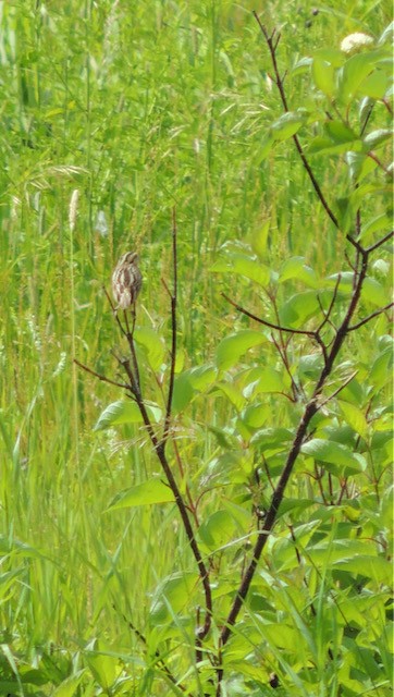 LeConte's Sparrow - ML639708516