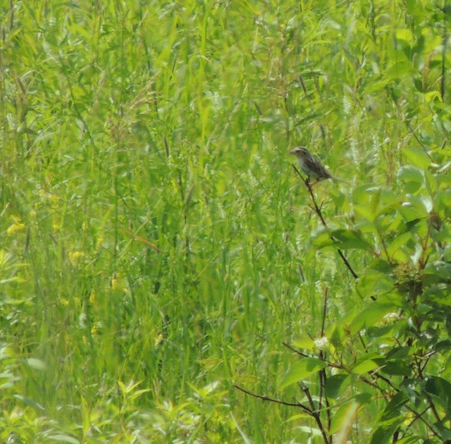 LeConte's Sparrow - ML639708517