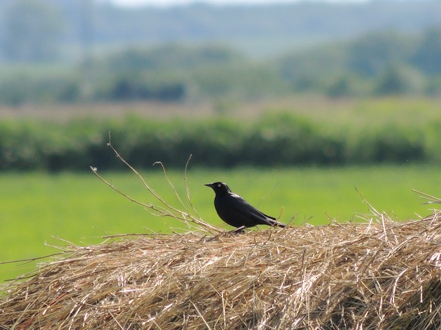Brewer's Blackbird - ML639708551