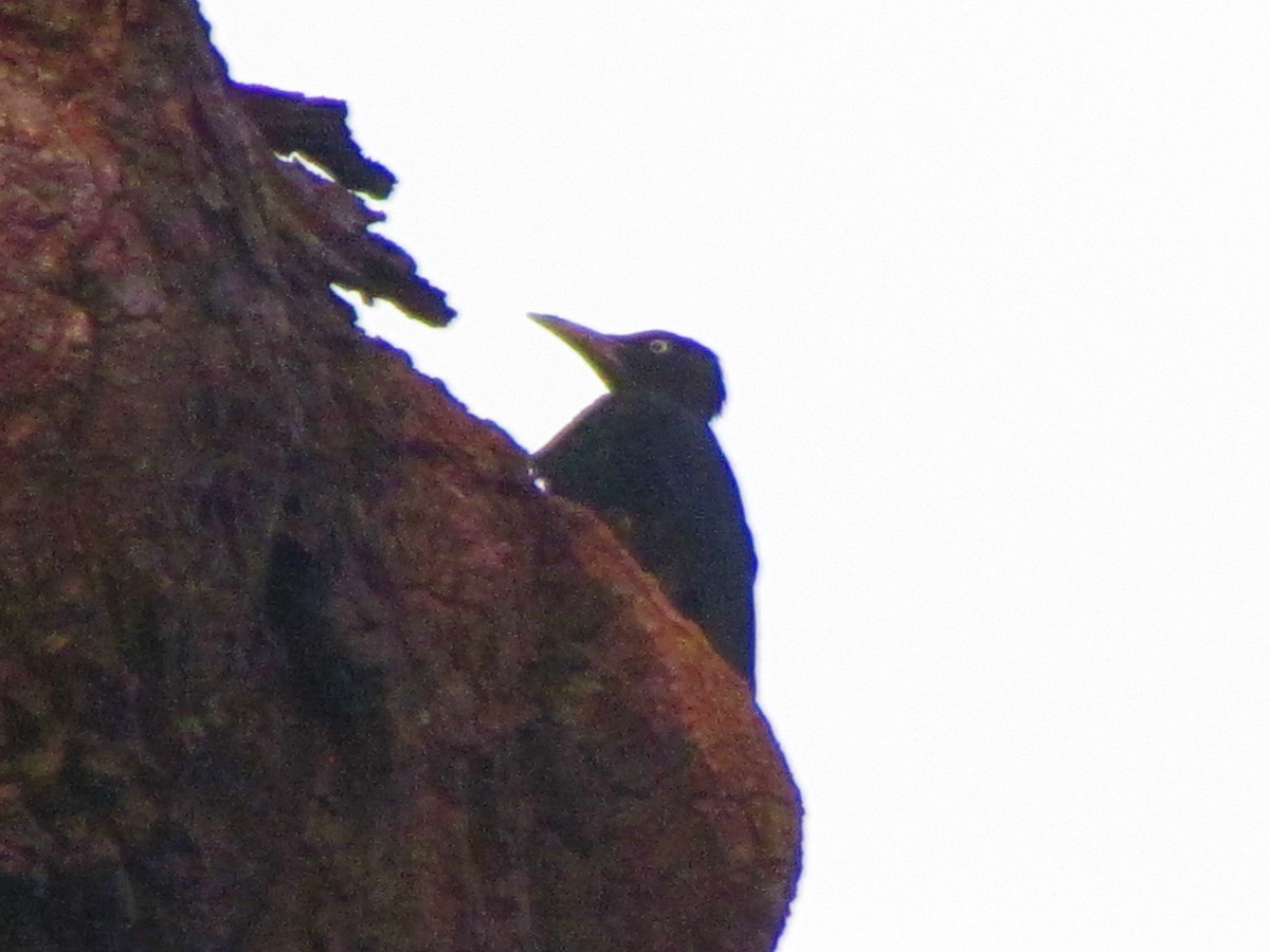 Northern Sooty-Woodpecker - ML639708577