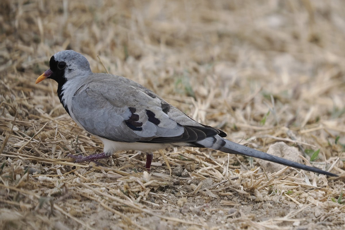 Namaqua Dove - ML639708579