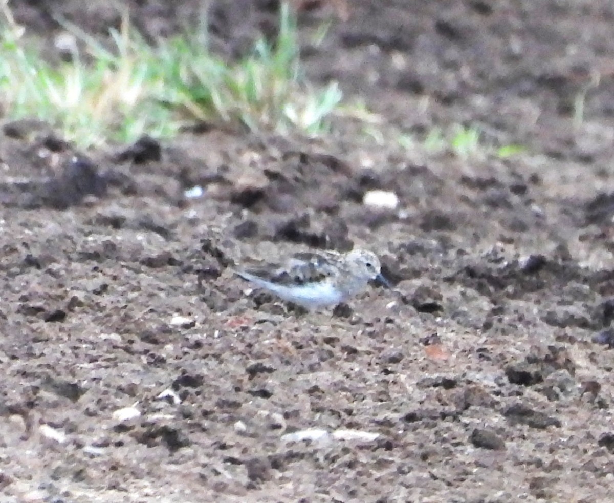 Least Sandpiper - ML639708627
