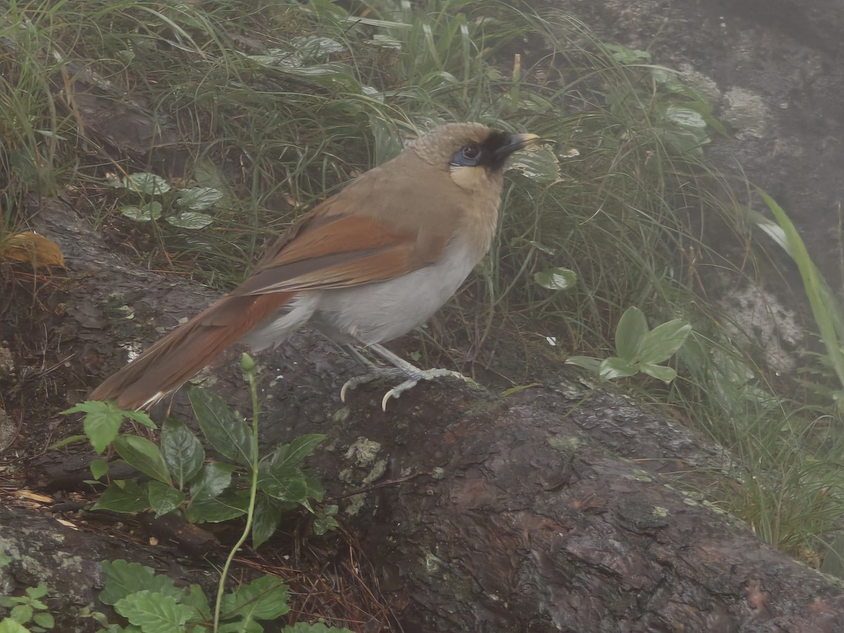 Buffy Laughingthrush - ML639708642