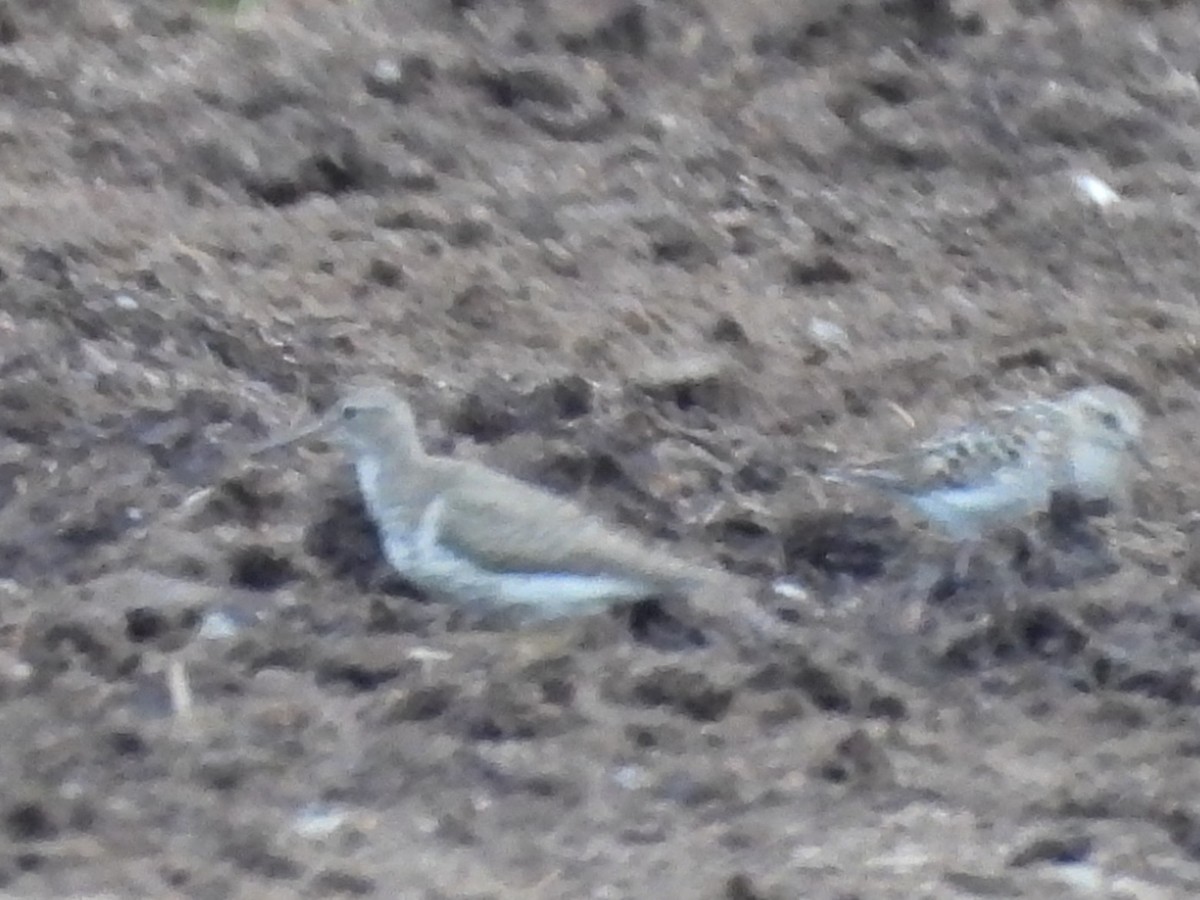 Spotted Sandpiper - ML639708646