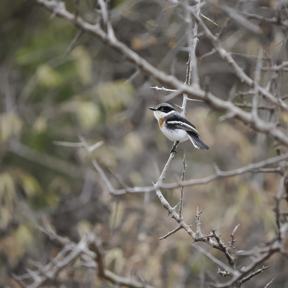 Pygmy Batis - ML639708651