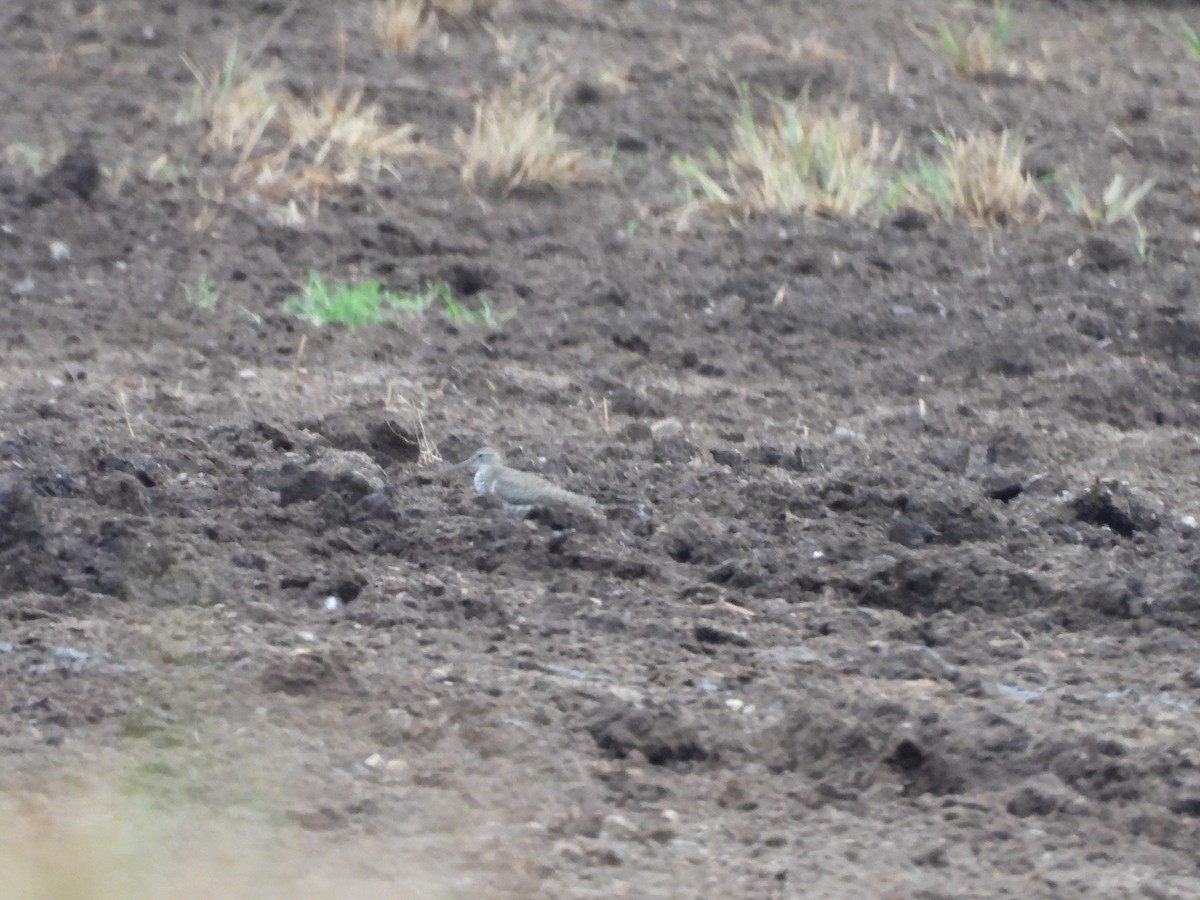 Spotted Sandpiper - ML639708654