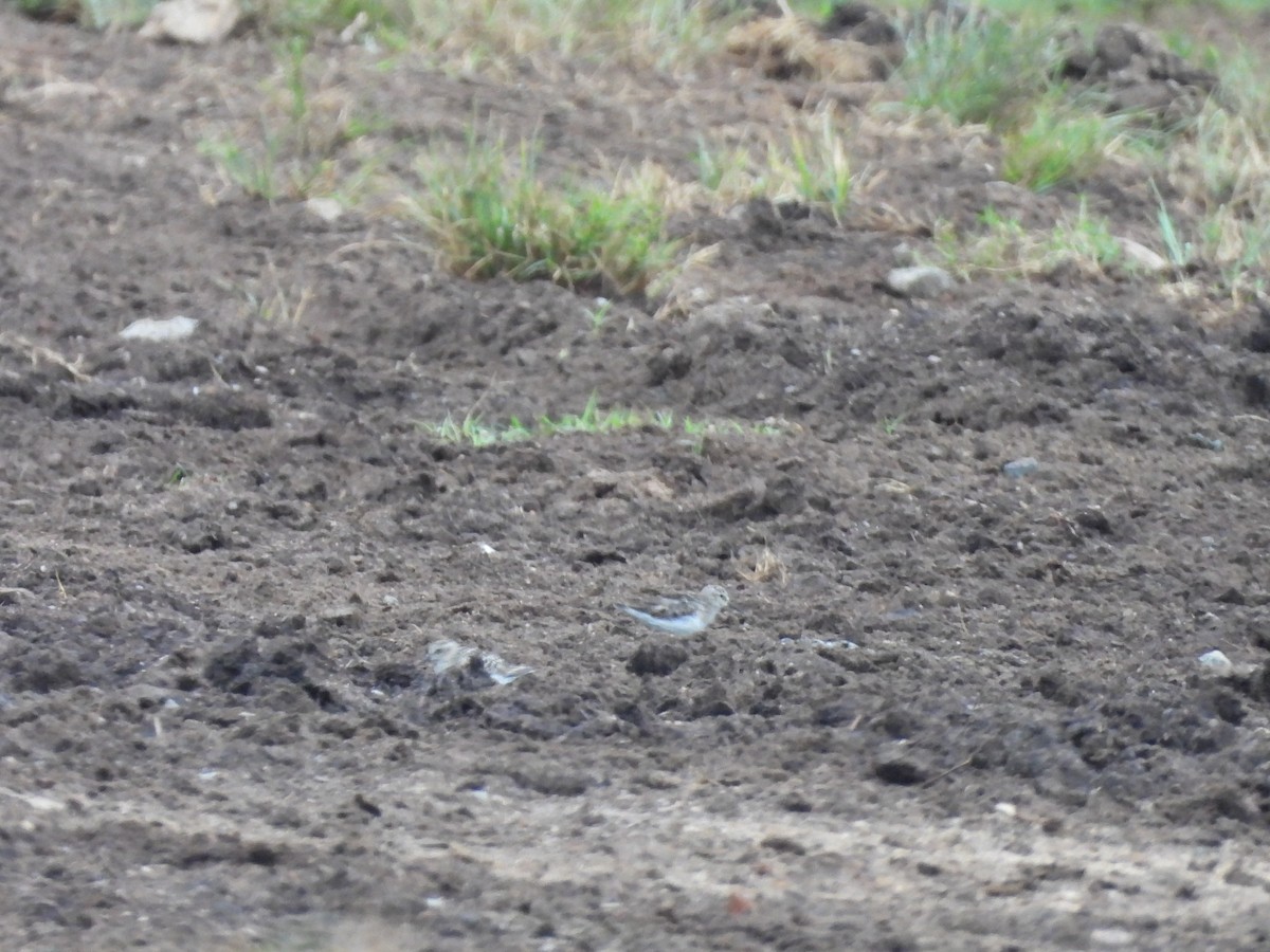 Least Sandpiper - ML639708659