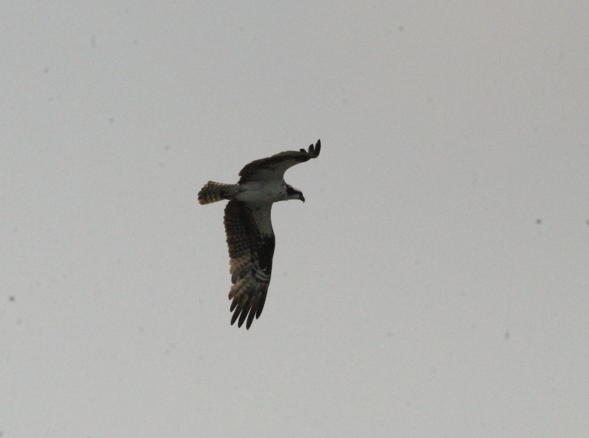 Balbuzard pêcheur - ML639708669