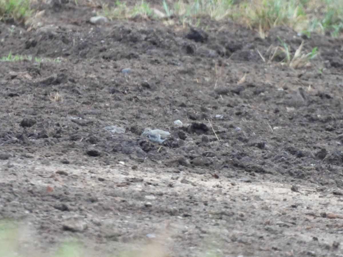 Spotted Sandpiper - ML639708670