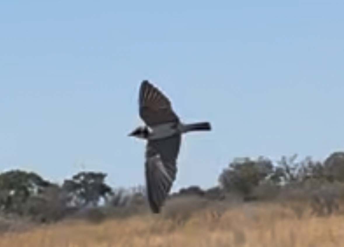 Banded Martin - ML639708694