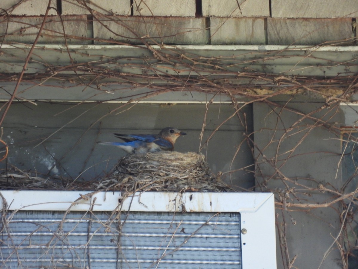 Eastern Bluebird - ML639708725