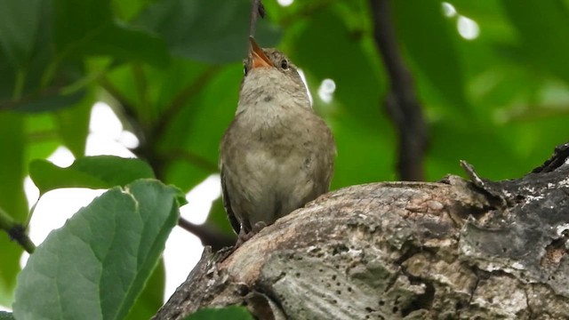 Northern House Wren - ML639708733