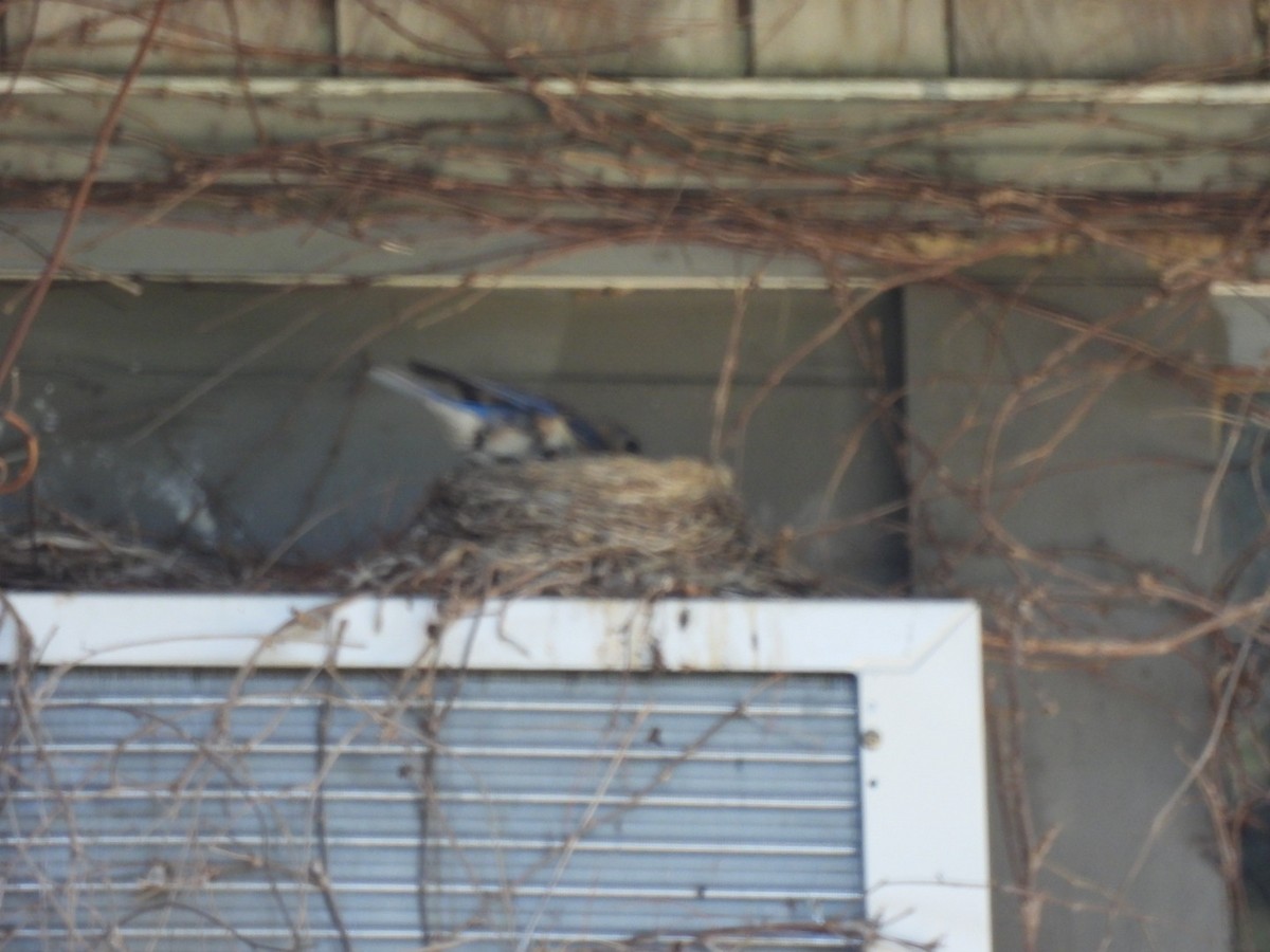 Eastern Bluebird - ML639708757