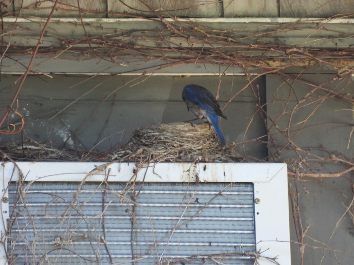 Eastern Bluebird - ML639708759