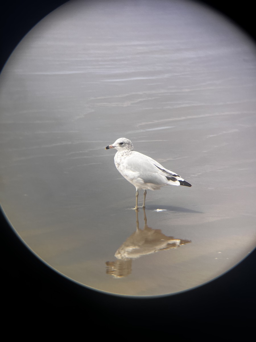 Ring-billed Gull - ML639708849