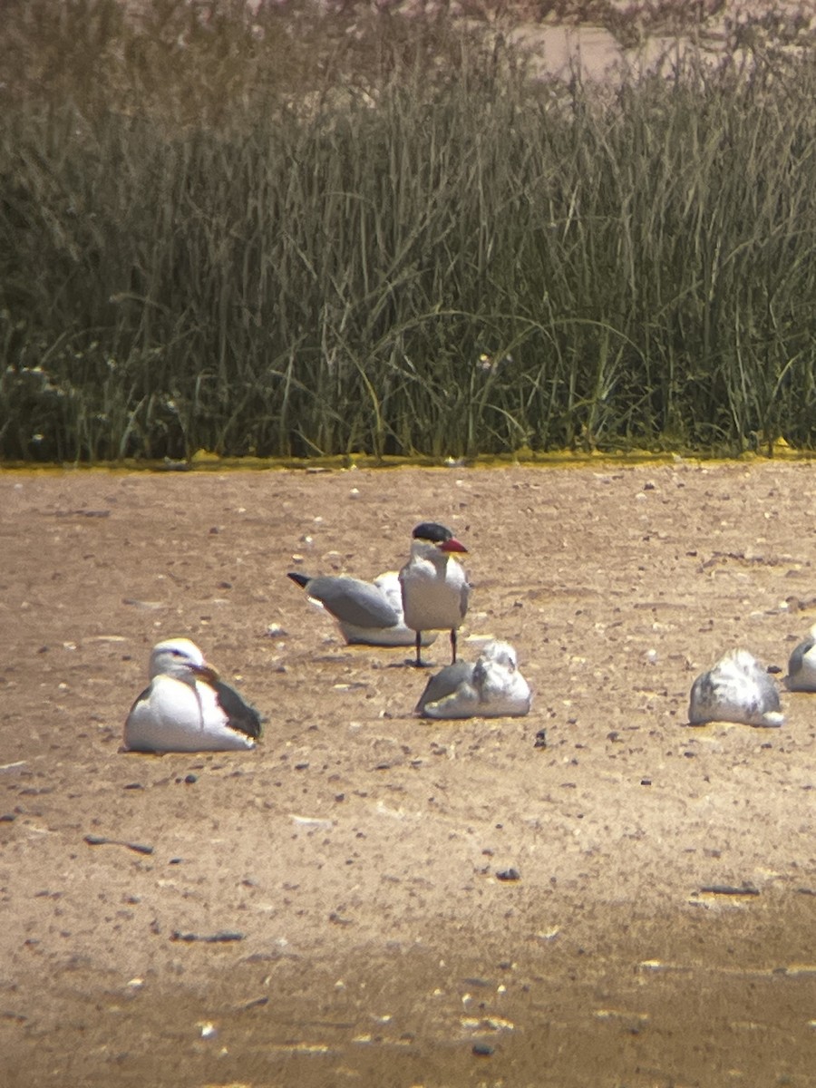 Caspian Tern - ML639708852