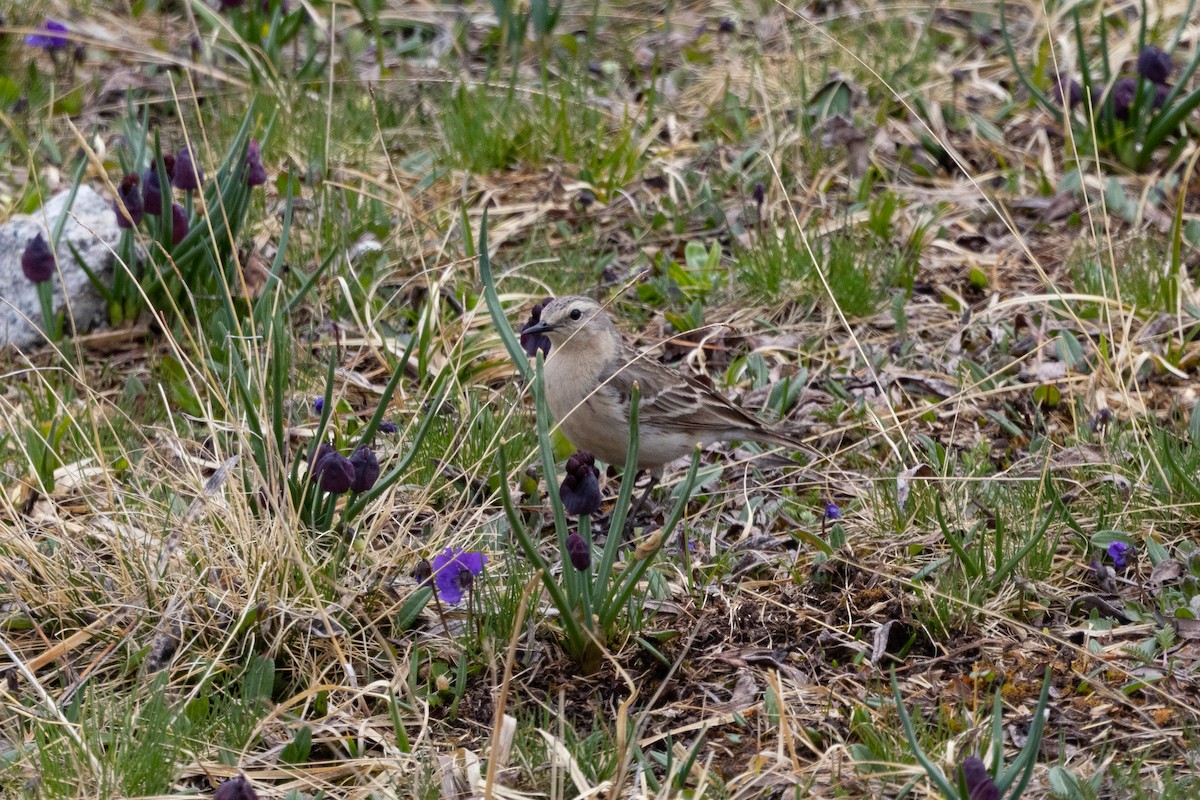 Water Pipit - ML639708996