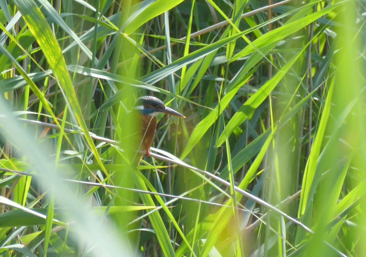 Common Kingfisher - ML639709075