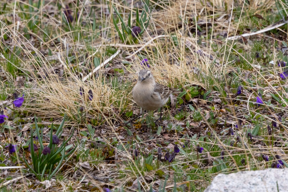 Water Pipit - ML639709122
