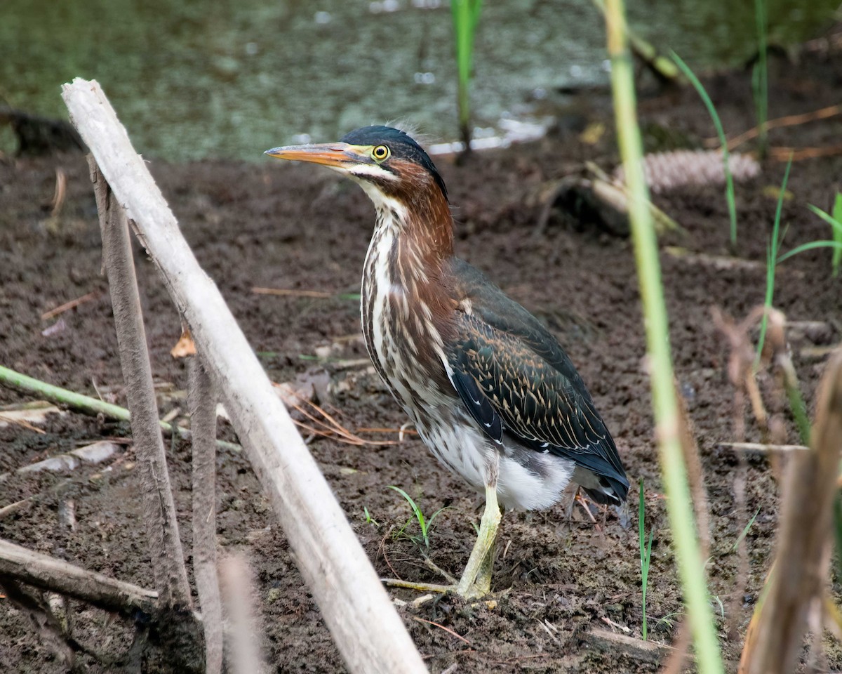 Green Heron - ML639709158