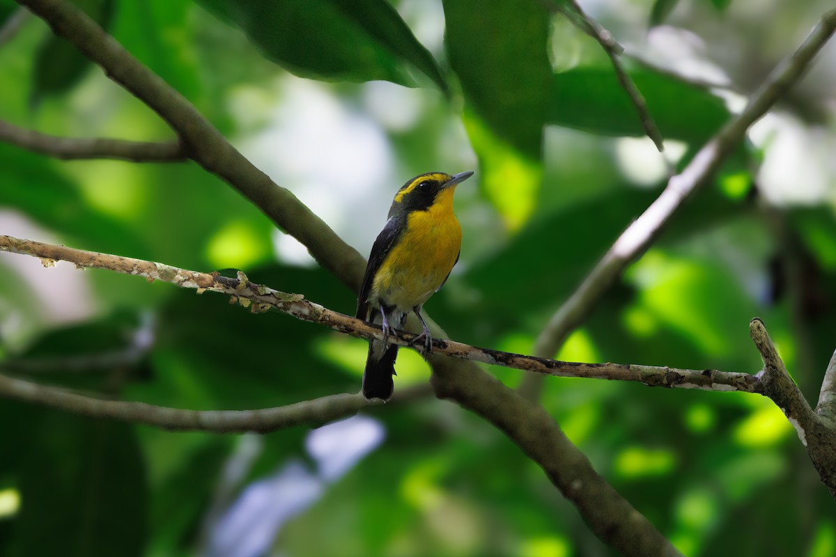 Ryukyu Flycatcher - ML639709162