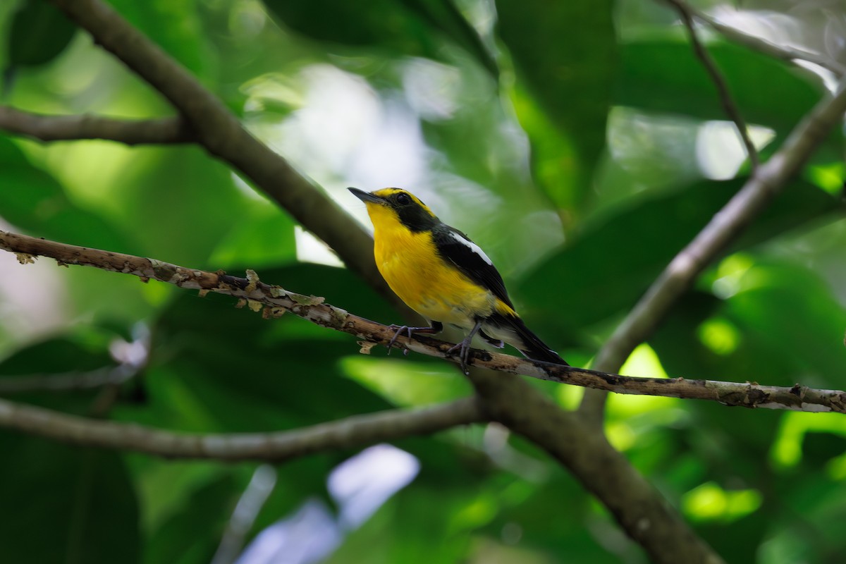 Ryukyu Flycatcher - ML639709164