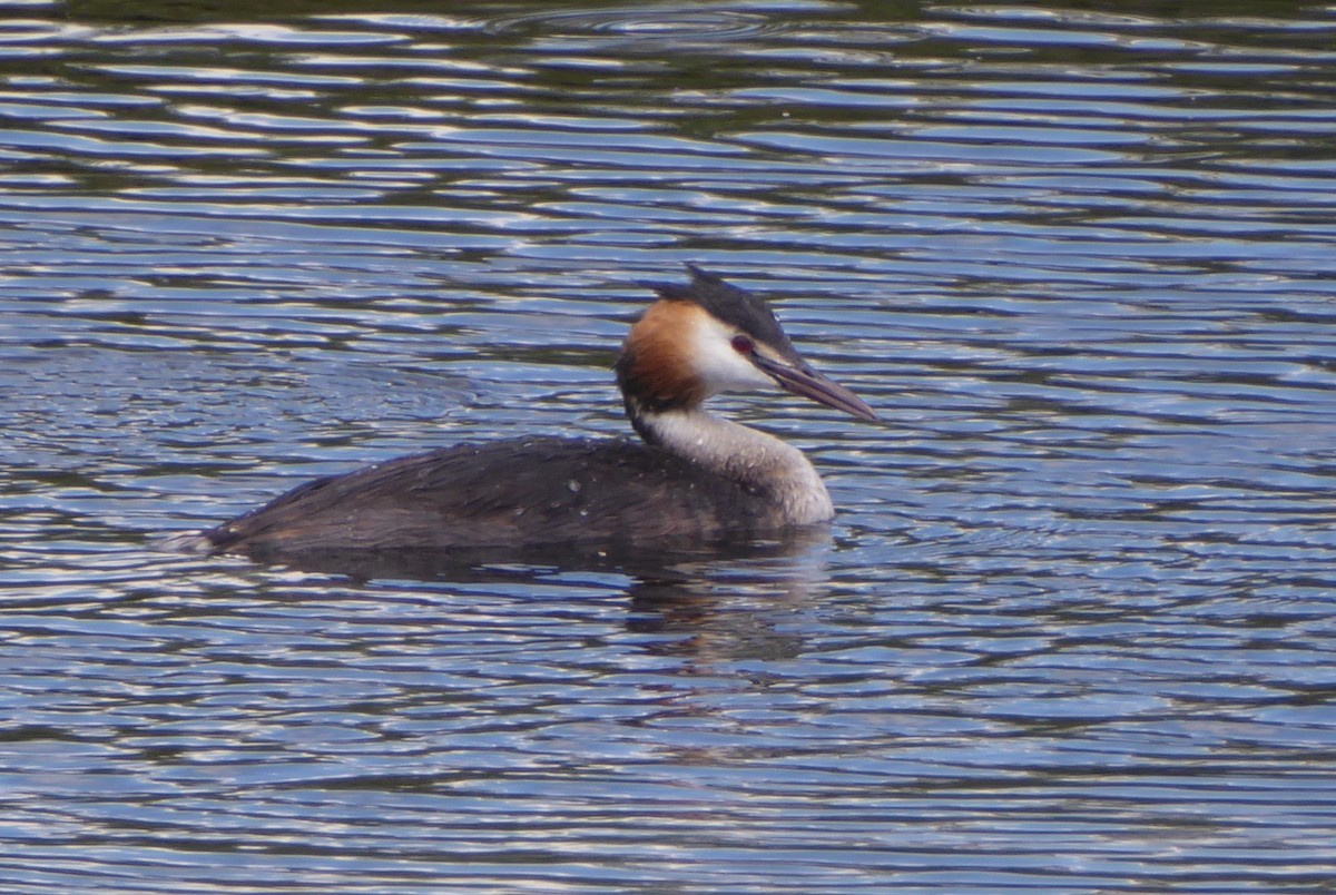 Great Crested Grebe - ML639709166