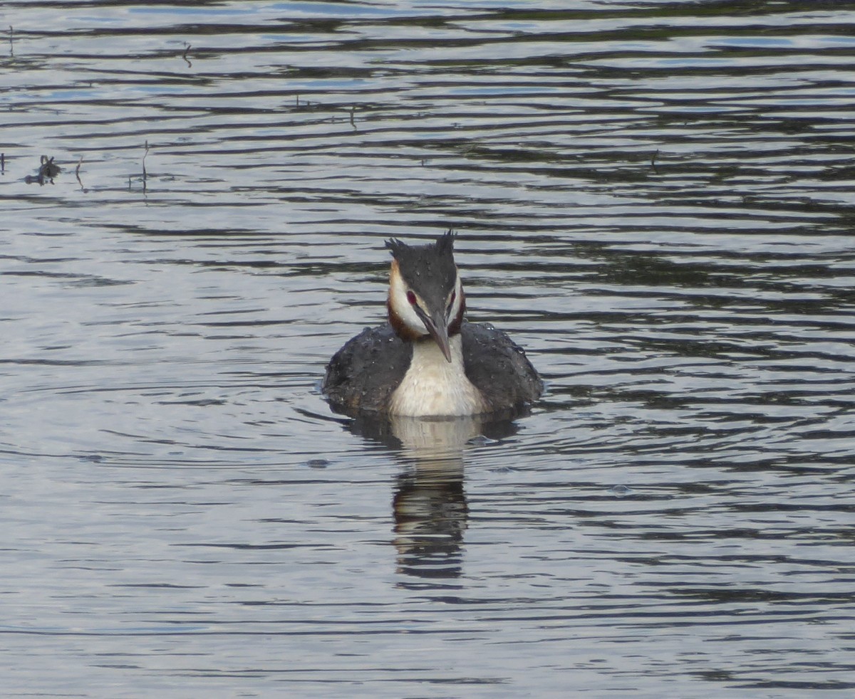 Great Crested Grebe - ML639709167