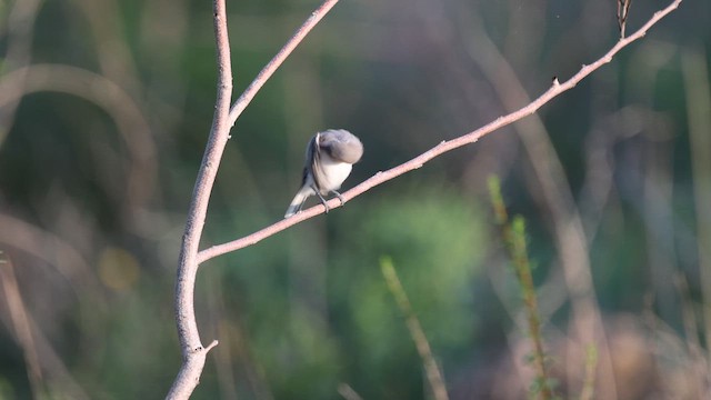 Blue-gray Gnatcatcher - ML639709195