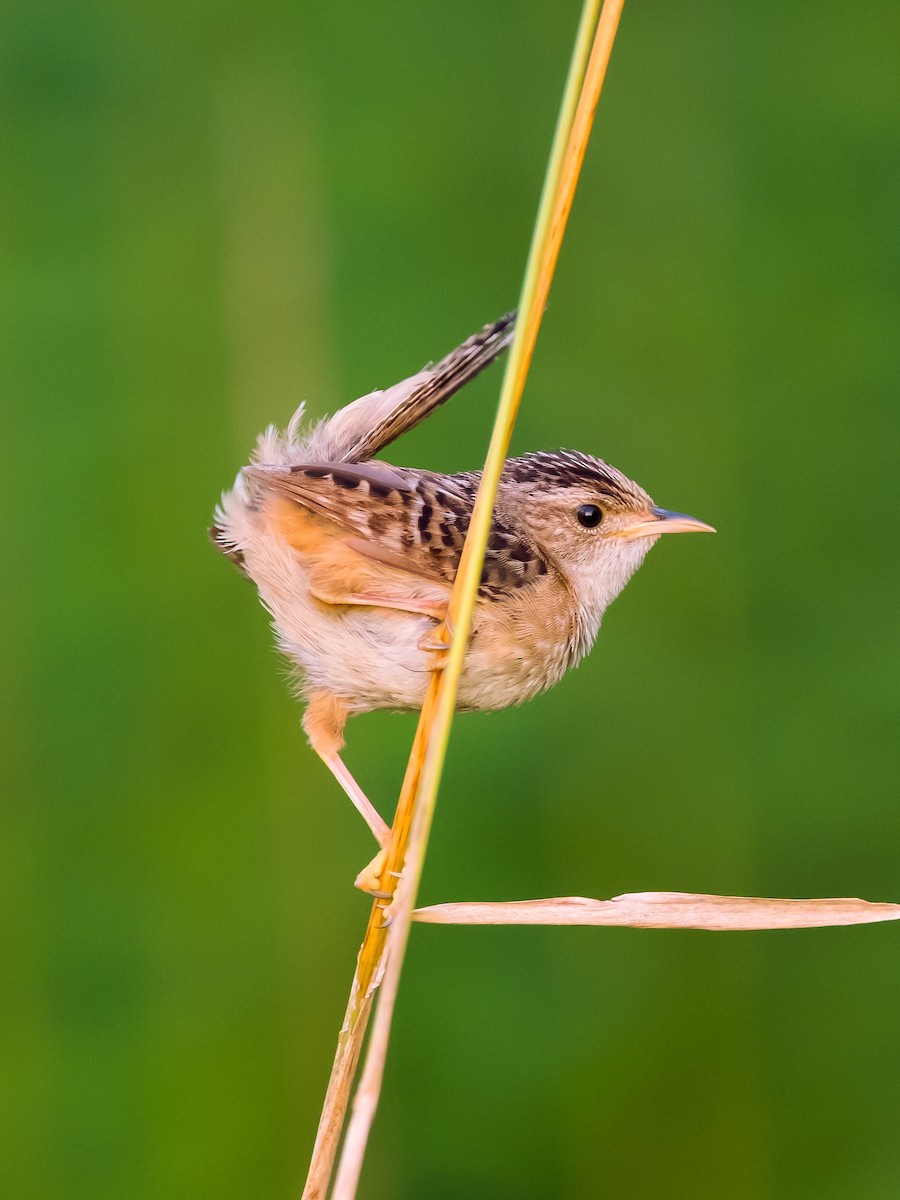Sedge Wren - ML639709262