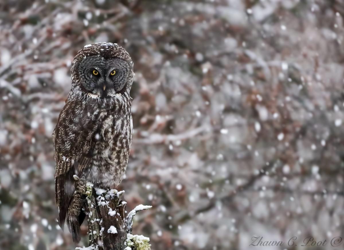 Great Gray Owl - ML639709277