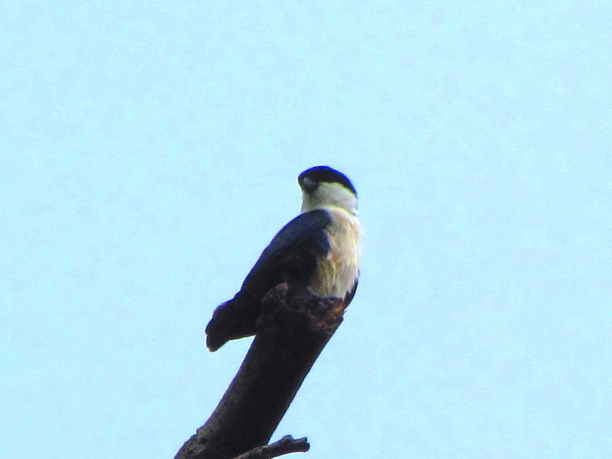 Philippine Falconet - ML639709314