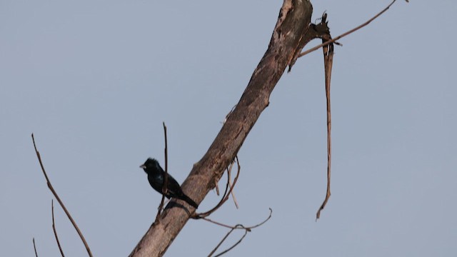 Blue-black Grassquit - ML639709330