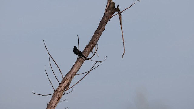Blue-black Grassquit - ML639709351